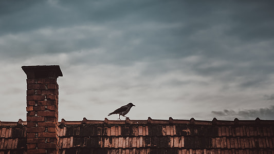 black bird on brown roof under gray cloudy sky thumbnail