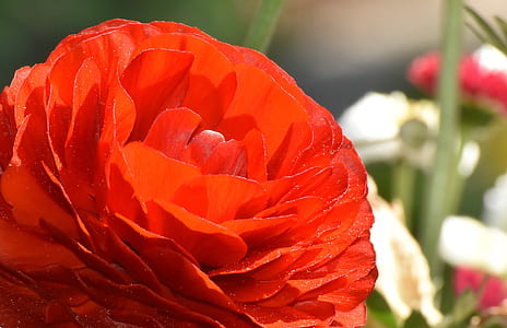 selective focus photograph of red cluster flower thumbnail