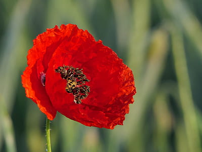 closeup photo of a red poppy flower thumbnail