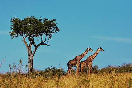 two giraffes near tree thumbnail