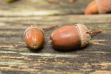 shallow focus photography of two nuts thumbnail