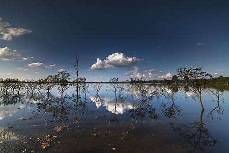 green leafed trees on body of water thumbnail