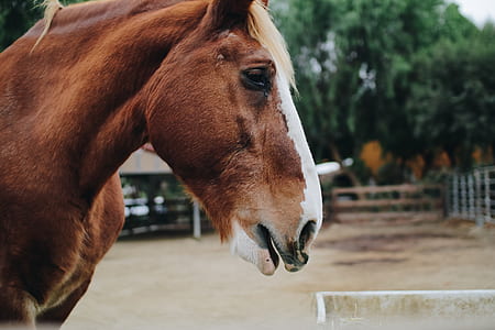 selective focus photography of white and brown horse thumbnail
