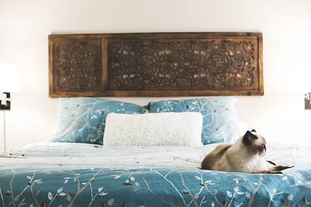 Cat Rests In Bedroom Photo thumbnail