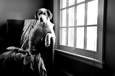 dog on chair beside the window thumbnail