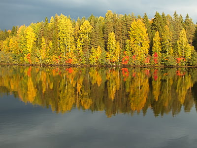 pine trees near body of water thumbnail