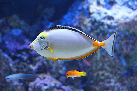 silver and orange fish floating on water thumbnail