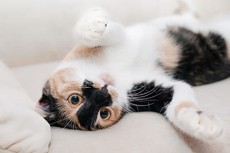 pet, kitten, cat, furry thumbnail