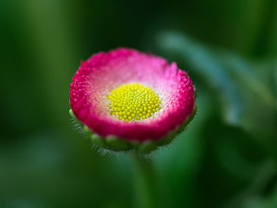 pink and yellow flower thumbnail