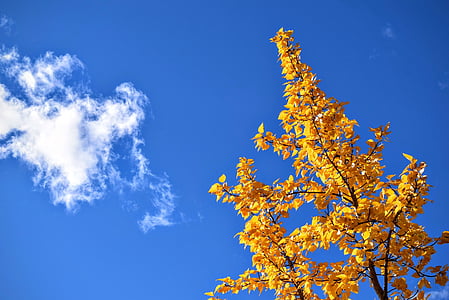 yellow leafed tree under blue sky thumbnail