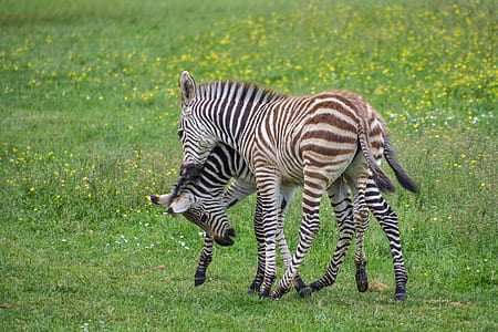 zebra on field thumbnail