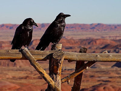 two black crows perched on brown wooden fence at daytime thumbnail