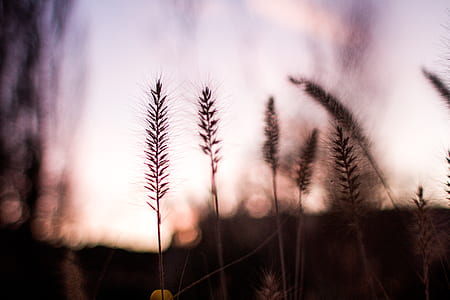 silhouette plant during daytime thumbnail