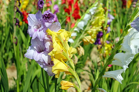 shallow focus photography of multicolored flowes thumbnail