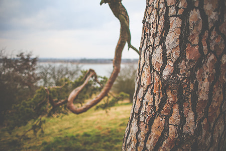 A Conifer Tree Trunk Close Up thumbnail