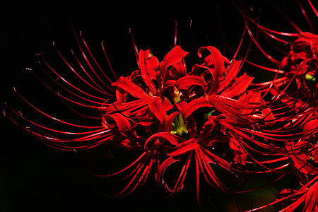 red petaled flowers thumbnail
