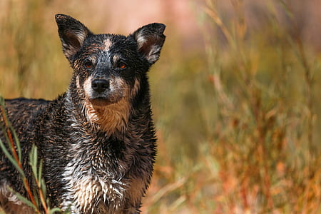 adult blue Australian cattle dog on the grass field thumbnail