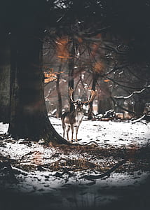 buck standing next to tree thumbnail