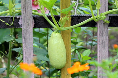 selective focus photography of bottle gourd thumbnail