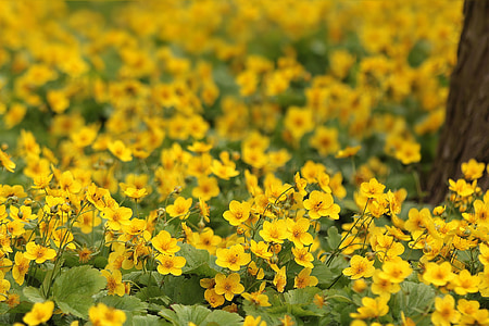 selective focus photo yellow flower field thumbnail