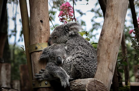 two koala bear sleeping on top of tree branch thumbnail