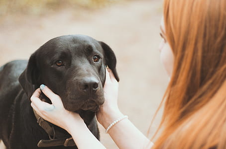 woman holding black Labrador retriever thumbnail