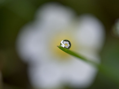 selective focus photography of dew drop thumbnail