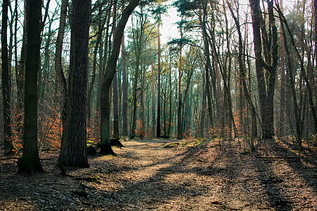 forest with crepuscular rays wallpaper thumbnail