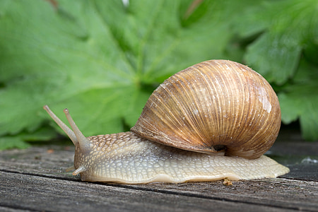 brown snail during daytime thumbnail
