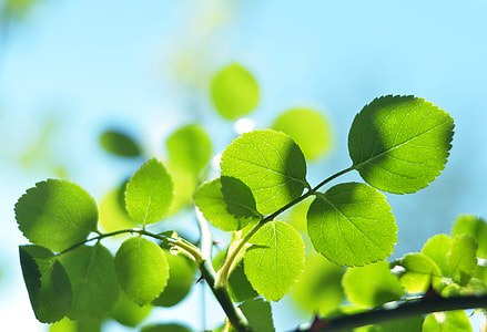 selective focus photo of green leafed plant thumbnail