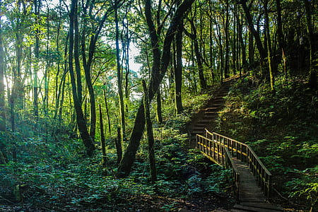 Brown Stair Between Trees thumbnail