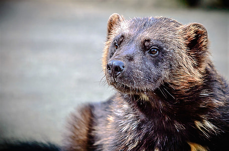 shallow focus photography of animal thumbnail