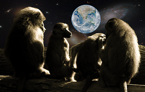 four monkeys sitting while looking at the Earth thumbnail