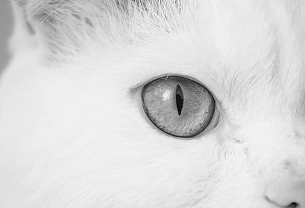 closeup photography of cat's eye thumbnail