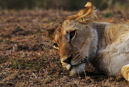 brown tiger lying on brown soil thumbnail