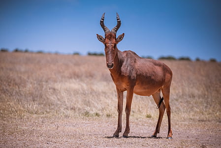 wildlife photography of brown horned 4-legged land mammal thumbnail