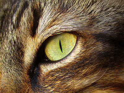animal eye focus photography thumbnail
