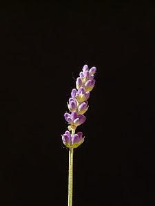 True Lavender, Lavender thumbnail