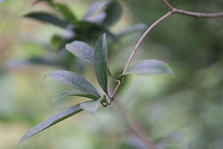 Natural Landscape, Plant thumbnail