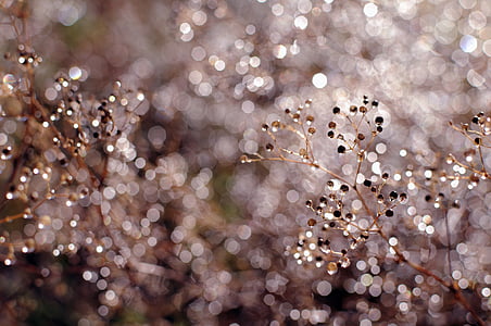 selective photo of tree branch thumbnail