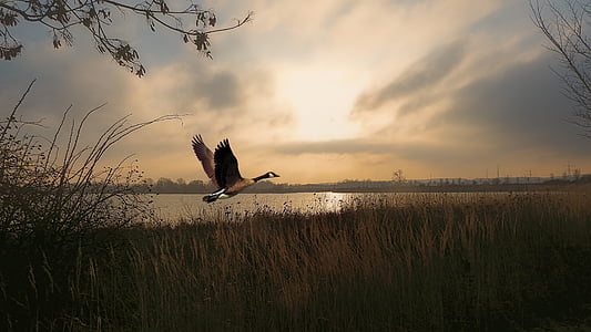 Canada goose flying thumbnail
