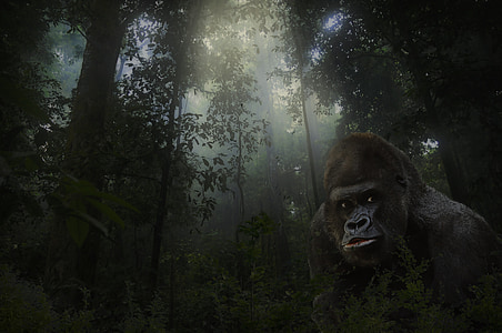 gorilla under green trees thumbnail