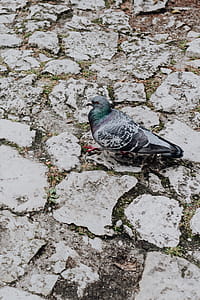 Old brick and stone pavements thumbnail