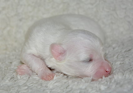 closeup photo of sleeping white puppy thumbnail