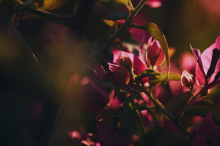 photography of red flowers thumbnail