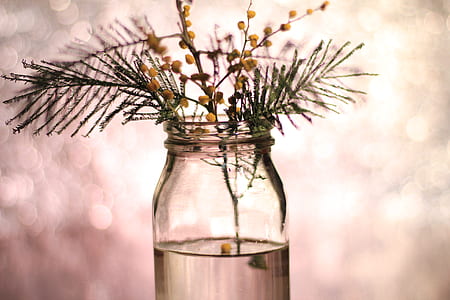 plant in clear glass jar thumbnail