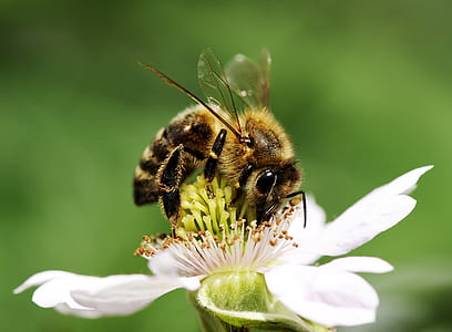 yellow and black honeybee perching on white petaled flower thumbnail