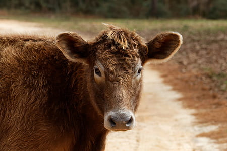 closeup view of brown cow thumbnail