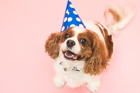 Dog In Birthday Hat Photo thumbnail