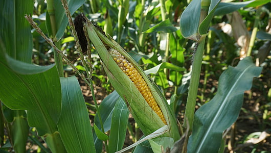 corn plant thumbnail